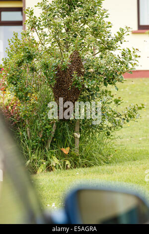 Ein wilder Bienenschwarm auf einem Busch in einem Garten Stockfoto