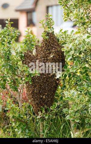 Ein wilder Bienenschwarm auf einem Busch in einem Garten Stockfoto