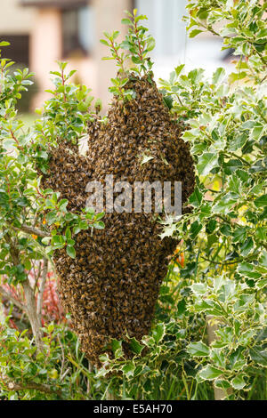 Ein wilder Bienenschwarm auf einem Busch in einem Garten Stockfoto