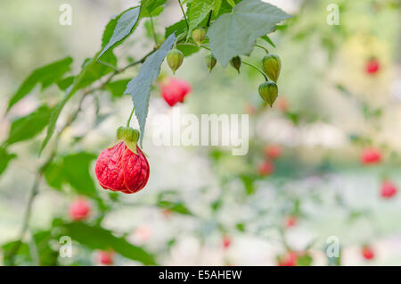 Frameworks Hybridum Lampion bunt Hängeblume natürlichen grünen Hintergrund Stockfoto