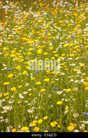 Schöne wilde Blumen wachsen in einem Feld. Stockfoto