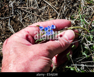 Hand mit Mertensia Lanceolata, Ausläufer Mertensia, Boraginaceae, Borretsch Wildblumen blühen, zentralen Colorado, USA Stockfoto