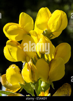 THERMOPSIS Rhombifolia; Golden Banner; Fabaceae; Erbse Familie; Wildblumen in Blüte, zentralen Colorado, USA Stockfoto