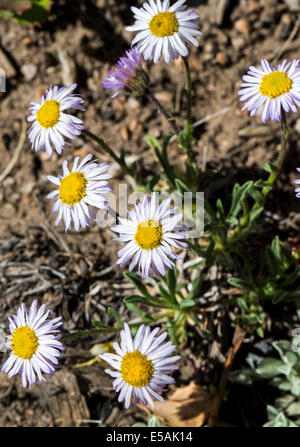 Erigeron Flagellaris; Schleudertrauma Daisy; Nachgestellte Berufkraut; Schleudertrauma Erigeron; Asteraceae; Sonnenblume-Familie; Wildblumen in voller Blüte Stockfoto