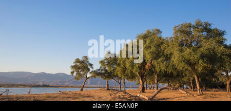 Ana-Bäume (Faidherbia Albida) von Sambesi Stockfoto