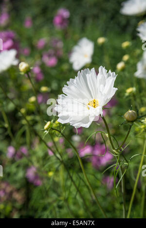 Cosmos Bipinnatus oder mexikanische aster Stockfoto