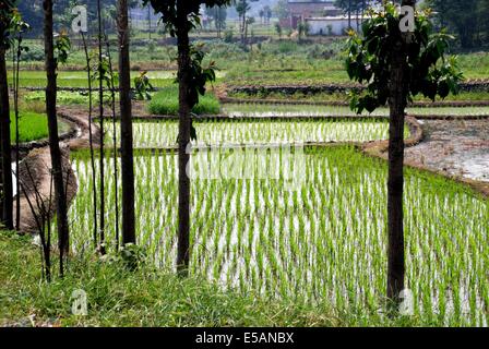 PENGZHOU, CHINA: ÜBERFLUTETEN REISFELDERN MIT NEU GEPFLANZTEN SETZLINGE WERDEN DURCH DONCASTERS BERMEN AUF EINER FARM IN DER PROVINZ SICHUAN GETRENNT. Stockfoto