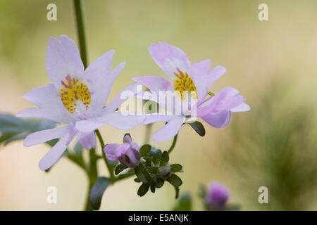 Rachenblütler X wisetonensis, "Dr. Badger". Bauernorchideen. Stockfoto