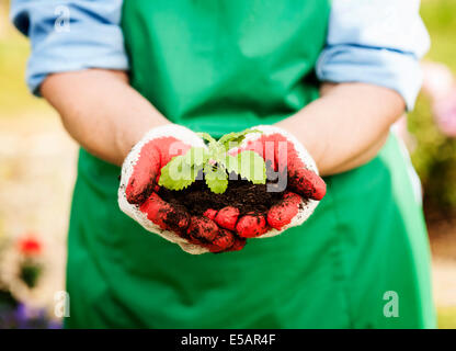 Frau mit kleine Pflanze in Händen Debica, Polen Stockfoto