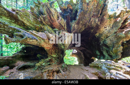 Komplexe Wurzelstruktur von einem riesigen abgestürzten Mammutbaum in Calaveras große Bäume State Park in Kalifornien Stockfoto