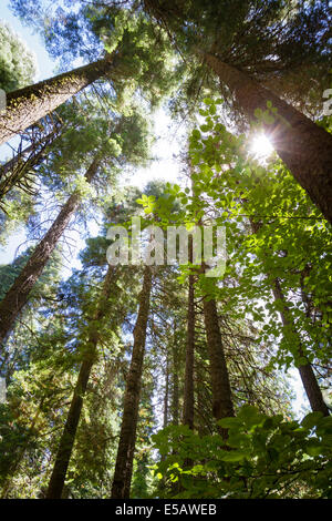 Blickte zu hohen Redwood-Bäume mit Sonne Flare Höchststand durch Wald in Kalifornien Stockfoto