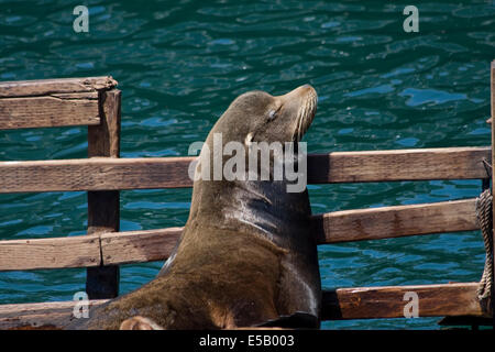 Eine große kalifornische Seelöwe, genießen Sie die Sonne am Fishermans Wharf, Monterey, Kalifornien. Stockfoto