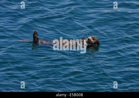 Ein Umlauf der Monterey Bay in der Nähe von Fishermans Wharf Seeotter Stockfoto