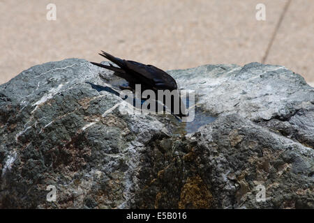 Eine Krähe nimmt einen Schluck Wasser aus einem steinernen Brunnen in Monterey, Kalifornien Stockfoto