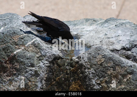 Eine Krähe nimmt einen Schluck Wasser aus einem steinernen Brunnen in Monterey, Kalifornien Stockfoto