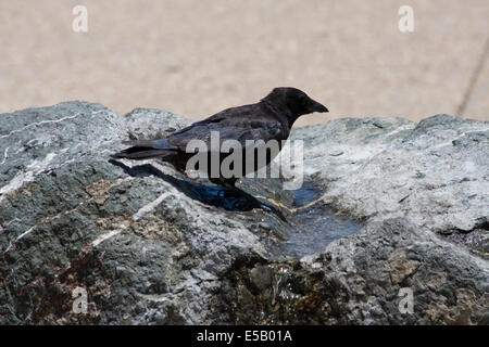 Eine Krähe nimmt einen Schluck Wasser aus einem steinernen Brunnen in Monterey, Kalifornien Stockfoto