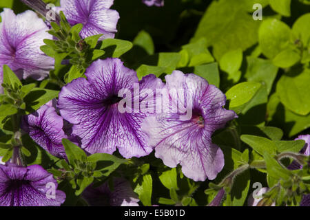 Lila Petunias.growning in Monterey, Kalifornien Stockfoto