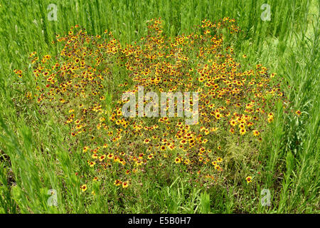 Bereich der Kosmos Blüten verblassen Stockfoto