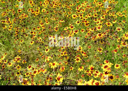Bereich der Kosmos Blüten verblassen Stockfoto