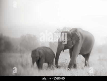Elefanten Stockfoto