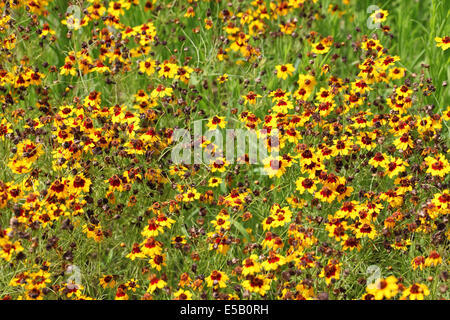 Bereich der Kosmos Blüten verblassen Stockfoto