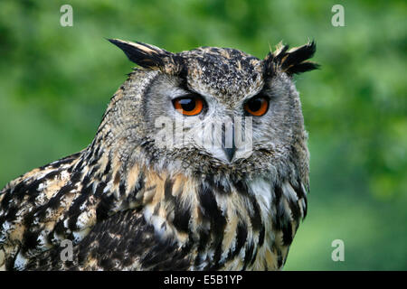 Europäische Uhu (Bubo Bubo), aufgenommen in Wales, UK. Stockfoto