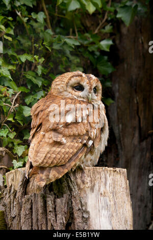 Waldkauz (Strix Aluco) genommen in mid Wales, UK Stockfoto