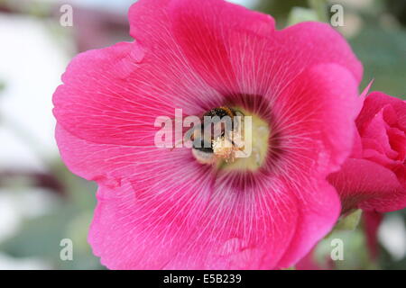 schöne rosa Duft rosa Malve blüht mit großen Hummel halten Pollen im Kern Stockfoto