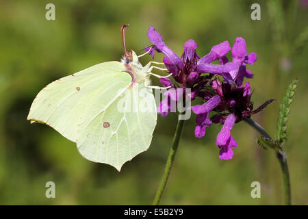 Zitronenfalter Gonepteryx Rhamni Fütterung auf Betony Niederwendischen officinalis Stockfoto