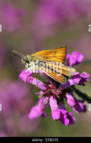 Kleine Skipper Thymelicus Sylvestris auf Betony Stockfoto