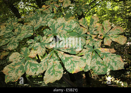 Blatt-Minen auf Rosskastanie Aesculus Hippocastanum Blätter verursacht durch Nachtfalter Cameraria ohridella Stockfoto