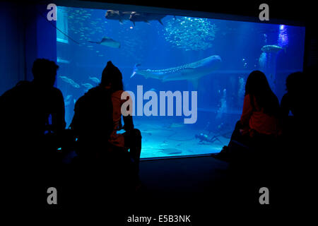 Wal, Hai, Haie, Fische, Meerestiere, Taucher, Schwimmen im Wassertank. Menschen, Touristen, Besucher bei Osaka Aquarium, Japan Stockfoto