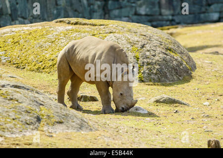 Breitmaulnashorn oder Quadrat-lippige Rhinoceros, Ceratotherium Simum. Hier wird eine Kalb gesehen zu Fuß im Gehäuse. Stockfoto