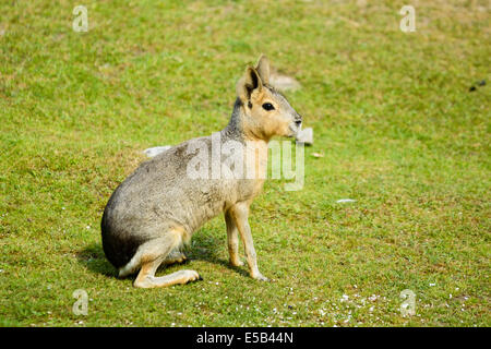 Dolichotis Patagonum oder patagonischen Mara, hier auf dem sonnigen Rasen gesehen. Stockfoto