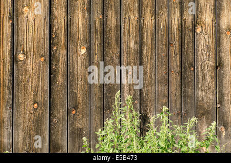 Holzbretter und grünen Brennnesseln als Hintergrund Stockfoto