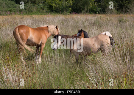 Ponys in die Binsen Ynys Hir RSPB Naturpark Mitte Wales Stockfoto