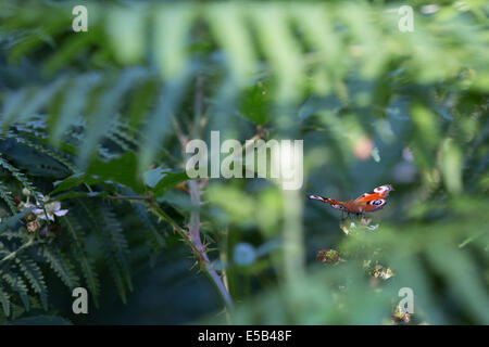 Tagpfauenauge Inachis Io ruht auf einem Blatt die Ynys Hir RSPB Natur behalten an der Mündung der Dyfi Mitte Wales. Stockfoto