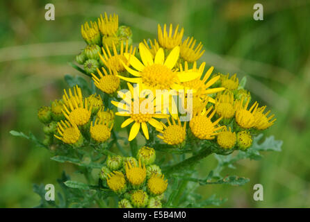 Blumen des gemeinsamen Kreuzkraut (Senecio Jacobaea), Bedgebury Wald, Kent, UK. Stockfoto