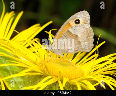 Eine Wiese Braun butterfly (Pyrausta aurata) mit geschlossenen Flügeln, die die braune Unterseite Feeds auf einem gelben Inula hookeri Blume. Bedgebury Wald, Ken Stockfoto
