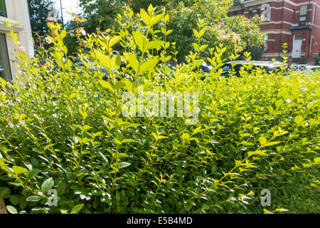 Ungeschnitten Liguster Hecke in städtischen bereit zum