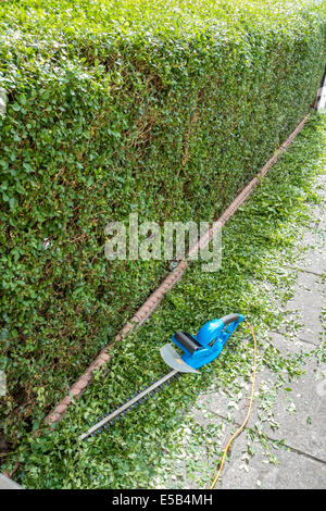 Hecke Drum und dran unter einer neu getrimmt LigusterHecke in einem