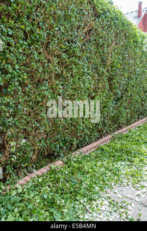 Hecke Drum und dran unter einer neu getrimmt LigusterHecke in einem
