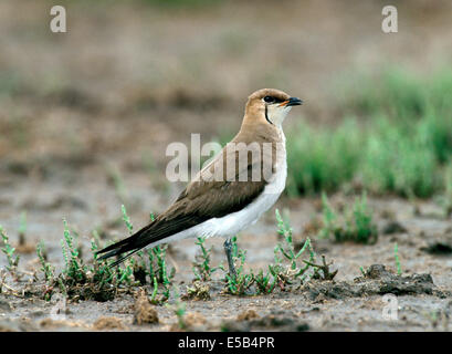 Gleitaar Brachschwalbe - Glareola nordmanni Stockfoto