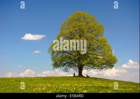 einzelne große Linde in Bayern im Frühjahr Stockfoto