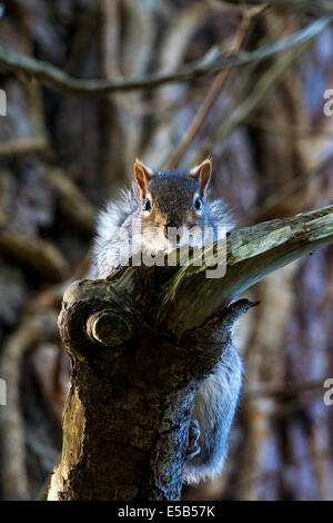 Eichhörnchen Stockfoto