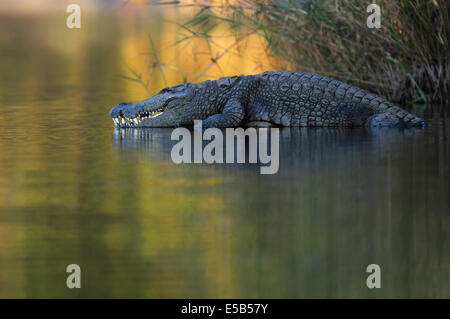 Krokodil Stockfoto