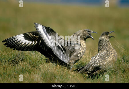 Great Skua Stercorarius skua Stockfoto