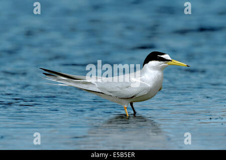 Wenig Tern Sterna albifrons Stockfoto