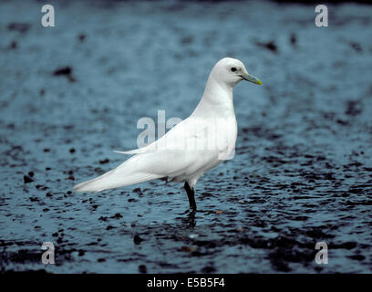 Elfenbein Gull - Pagophila Eburnea. Stockfoto