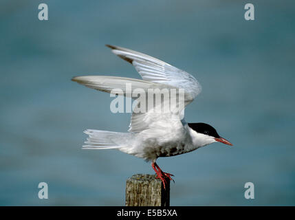 Weissbart Seeschwalbe-Chlidonias hybridus Stockfoto